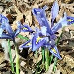 Iris histrio Floare