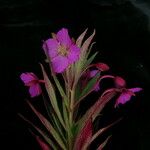 Epilobium conspersum Агульны выгляд