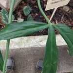 Philodendron tripartitum Feuille