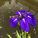 Iris ensata Květ