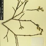 Salix obscura その他の提案