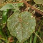 Dombeya reclinata 葉