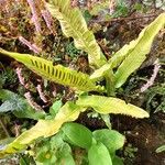 Asplenium scolopendriumFulla