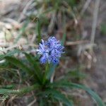 Hyacinthoides italica Kwiat