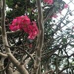 Adenium obesum പുഷ്പം