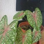 Caladium bicolorLehti