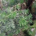 Podocarpus macrophyllus 葉