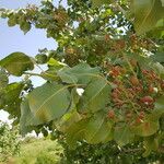 Pistacia vera Fruit