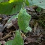 Hieracium scabrum Fruit