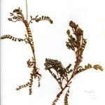 Astragalus stella অভ্যাস