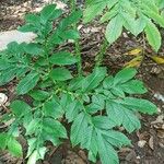 Amorphophallus paeoniifolius Blad