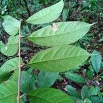 Talisia hexaphylla Blad