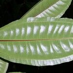 Miconia lateriflora Leaf