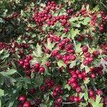 Crataegus monogyna果實