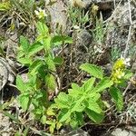 Lantana grisebachii 整株植物