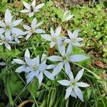 Ornithogalum divergensफूल