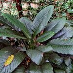 Spathiphyllum wallisii Habit
