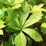 Rodgersia aesculifolia Foglia