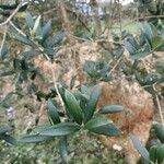 Olea europaea Φύλλο