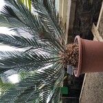 Encephalartos trispinosus موطن