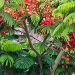 Delonix regia Цвят