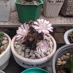 Gymnocalycium anisitsii Ліст