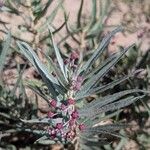 Asclepias brachystephana Leaf