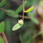 Synostemon bacciformis Flower