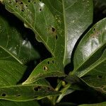 Persea silvatica 葉