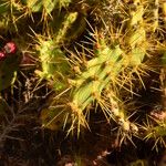 Opuntia dillenii Leaf