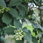 Ligustrum vulgareBlomma