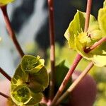 Euphorbia terracina Flower