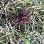 Liquidambar styraciflua Fruit