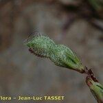 Hedysarum glomeratum Fruit