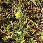 Anthyllis cornicina 葉