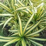 Pandanus tectoriusFulla