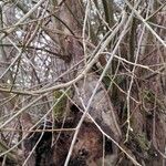 Salix caprea Žievė