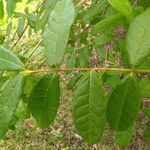 Combretum constrictum Leaf