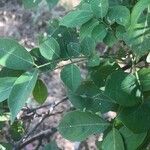 Lonchocarpus minimiflorus Ліст