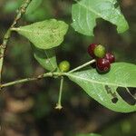 Psychotria orosiana Fruit