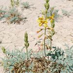 Hoffmannseggia glauca موطن