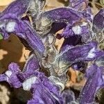 Orobanche nana Кветка