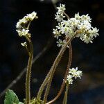 Micranthes virginiensis Flor