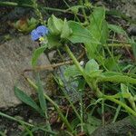 Commelina maculata Hábito