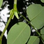 Dalbergia retusa Leaf