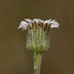 Erigeron lonchophyllus Virág