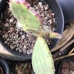 Opuntia macrocentra List