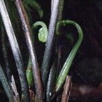 Diplazium prominulum Corteza