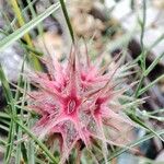 Trifolium stellatum Квітка