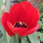 Tulipa raddii Flor